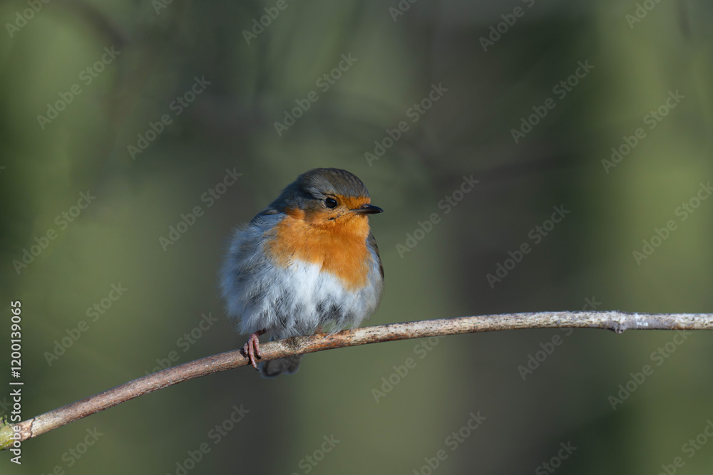 European robin (Erithacus rubecula) on a tree branch European robin (Erithacus rubecula) on a tree branch