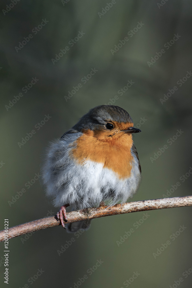 Fototapeta premium European robin (Erithacus rubecula) on a tree branch