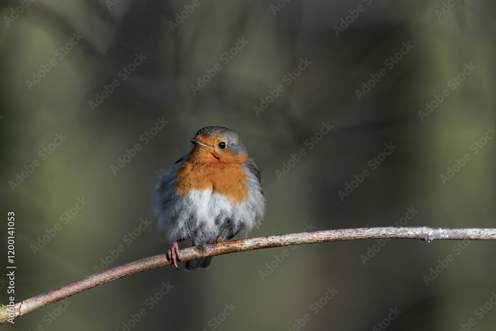 European robin (Erithacus rubecula) on a tree branch European robin (Erithacus rubecula) on a tree branch