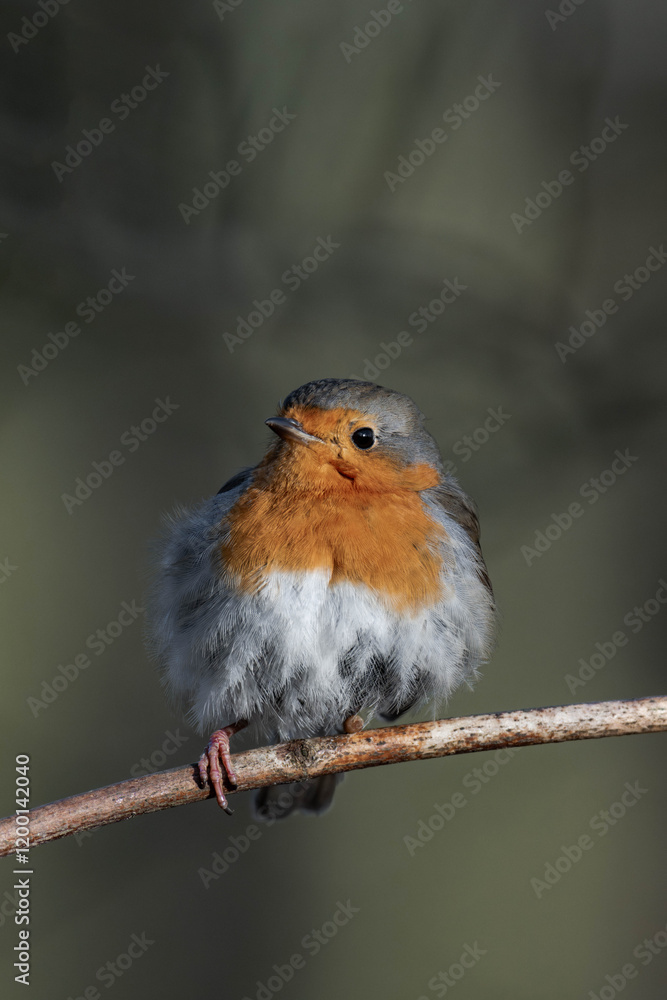 European robin (Erithacus rubecula) on a tree branch European robin (Erithacus rubecula) on a tree branch
