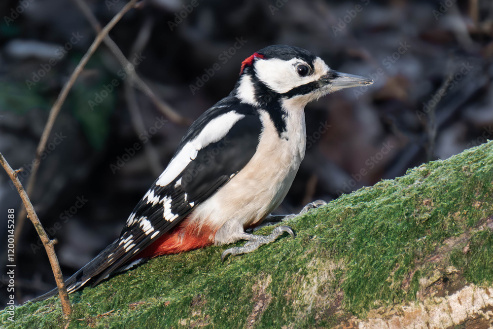 Male great spotted woodpecker (Dendrocopos major) Male great spotted woodpecker (Dendrocopos major)