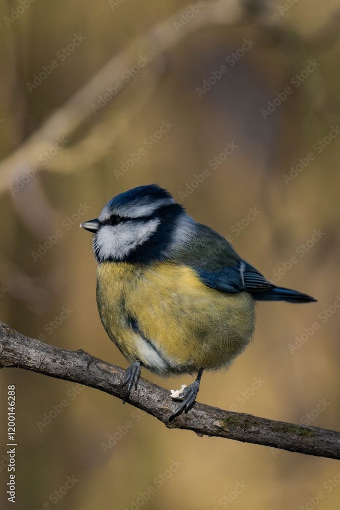 Obraz premium Eurasian blue tit (Cyanistes caeruleus) sitting on a tree branch