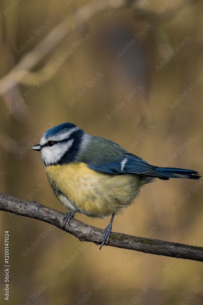 Fototapeta premium Eurasian blue tit (Cyanistes caeruleus) sitting on a tree branch