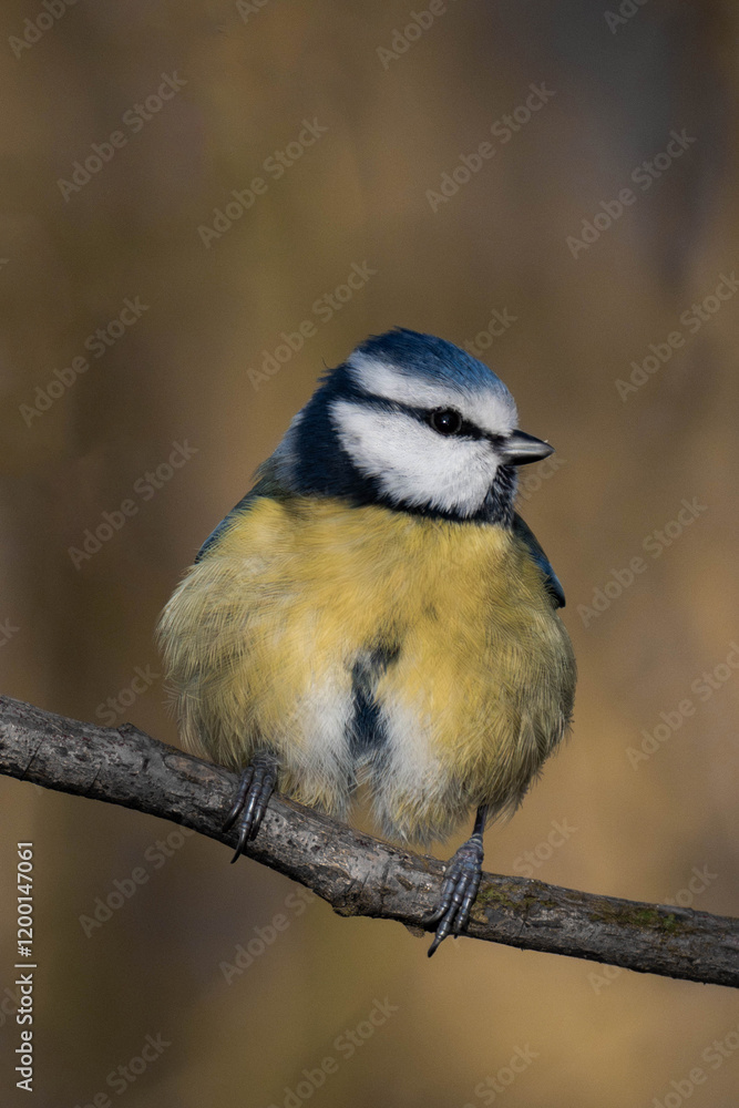Eurasian blue tit (Cyanistes caeruleus) sitting on a tree branch