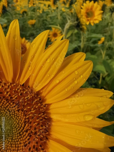 Macro photograph of a sunflower blossom in the field.
