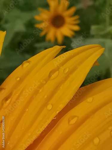 Macro photograph of a sunflower leaf with water drops in the field.