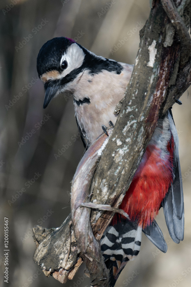 Fototapeta premium Male great spotted woodpecker (Dendrocopos major)