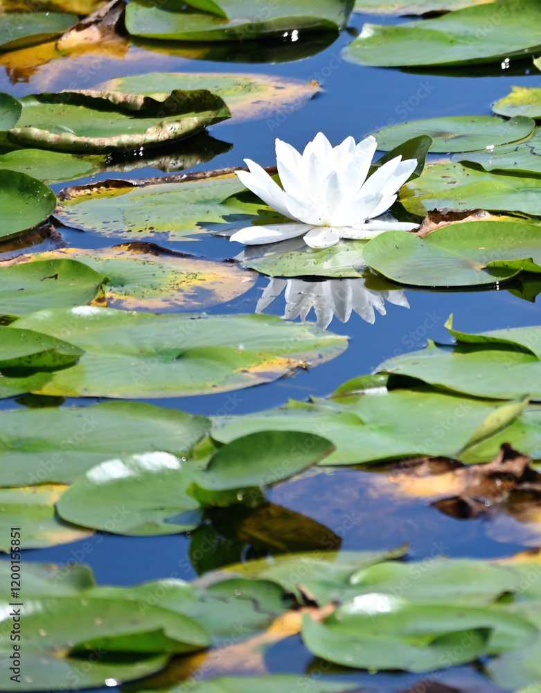 White Water Lily Floating