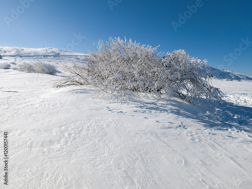 Winter Landscape of Vitosha Mountain, Bulgaria photo