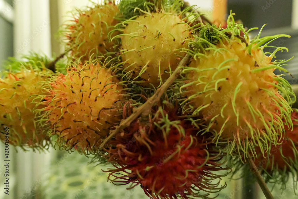 Close-up of a cluster of rambutan fruit. Rambutans show mix of colors, from green to yellow to red, indicating varying stages of ripeness. Characteristic spiky, hairy exteriors are clearly visible Close-up of a cluster of rambutan fruit. Rambutans show mix of colors, from green to yellow to red, indicating varying stages of ripeness. Characteristic spiky, hairy exteriors are clearly visible