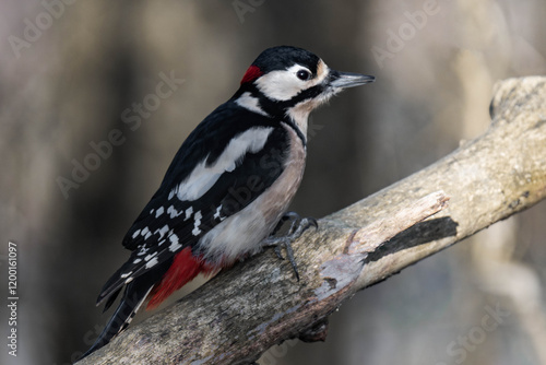 Male great spotted woodpecker (Dendrocopos major) photo