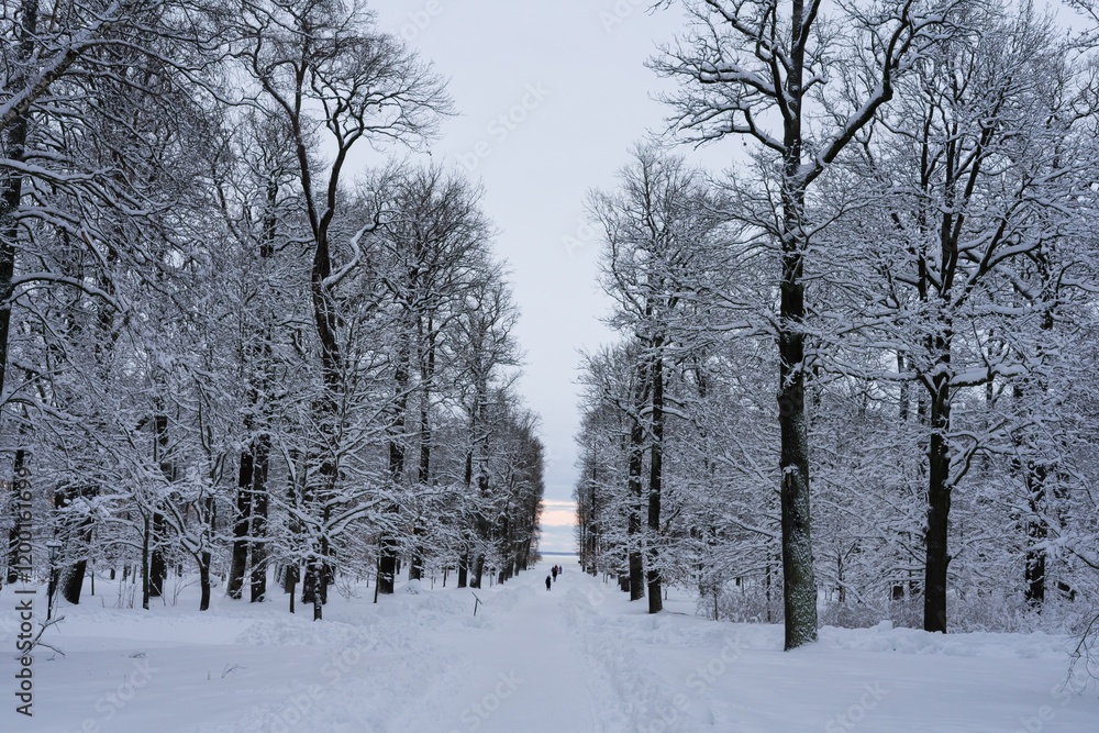 Obraz premium snow covered trees in the winter park 