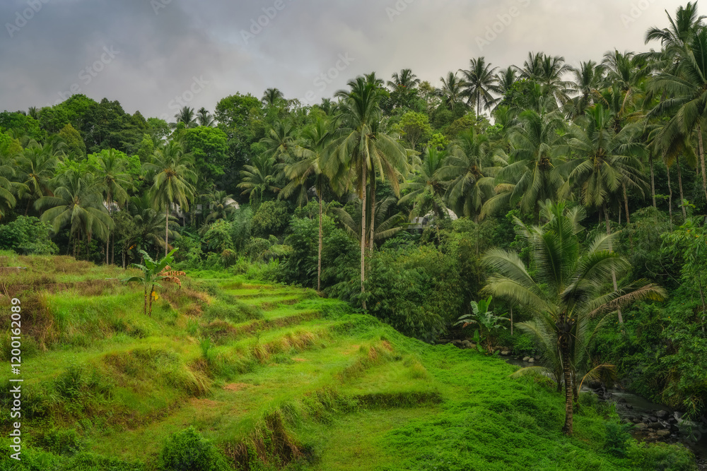 A breathtaking and scenic view showcases a vibrant green tropical landscape filled with lush rice paddies and dense palm trees under a beautiful cloudy sky, East Java, Indonesia