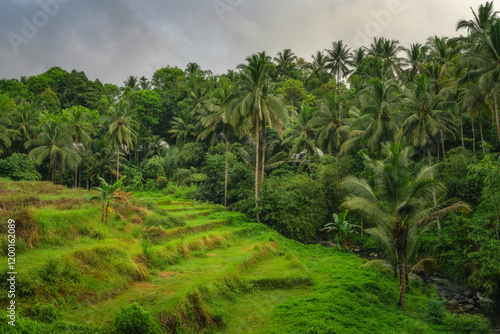Obraz na płótnie A breathtaking and scenic view showcases a vibrant green tropical landscape filled with lush rice paddies and dense palm trees under a beautiful cloudy sky, East Java, Indonesia w salonie