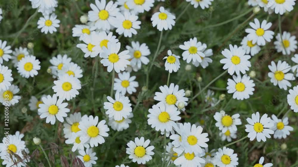 White daisies gently swaying in green meadow White daisies gently swaying in green meadow