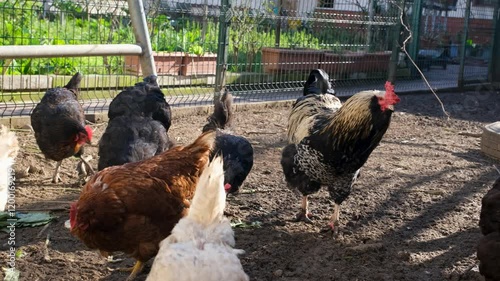  rooster and chickens