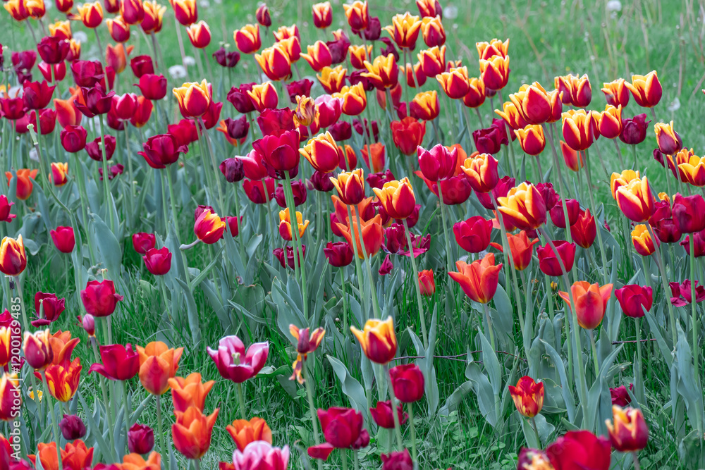 Mix yellow and red flowers tulips blossom in river embankment. Bulbous ornamental tulipa plants of liliaceae family grow on flowerbed. Floral petals bloom. Flower carpet from buds. Landscaping parks. Mix yellow and red flowers tulips blossom in river embankment. Bulbous ornamental tulipa plants of liliaceae family grow on flowerbed. Floral petals bloom. Flower carpet from buds. Landscaping parks.