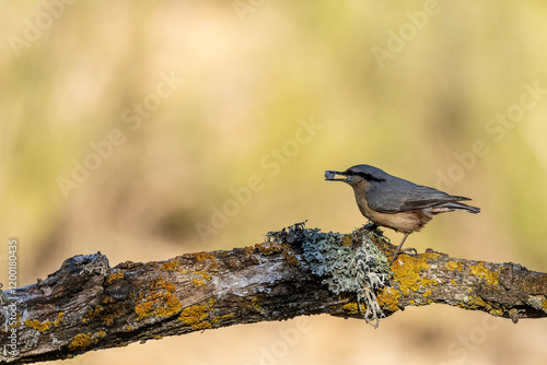 Eurasian Nuthatch -Sitta europaea- Holding a Seed on a Lichen-Covered Branch photo