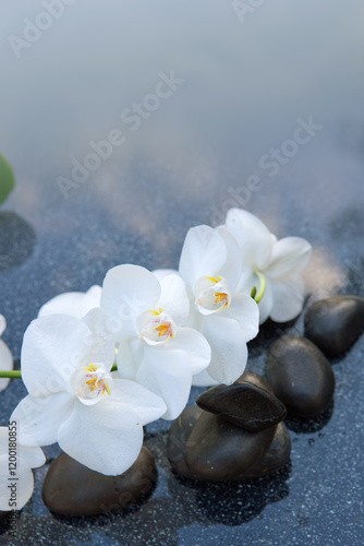 Spa stones with white orchid flowers on gray.