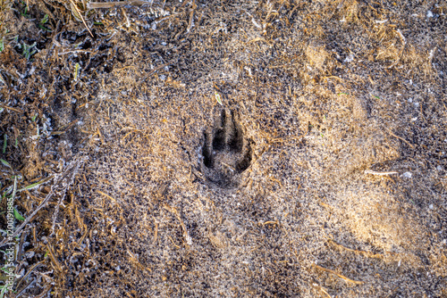 traces of a wild animal on the frozen ground at the entrance to the forest. the trail of a wild animal