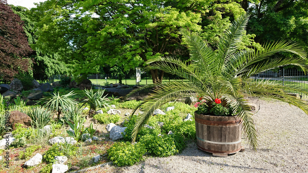 Lush Garden with Palm in Barrel Lush Garden with Palm in Barrel