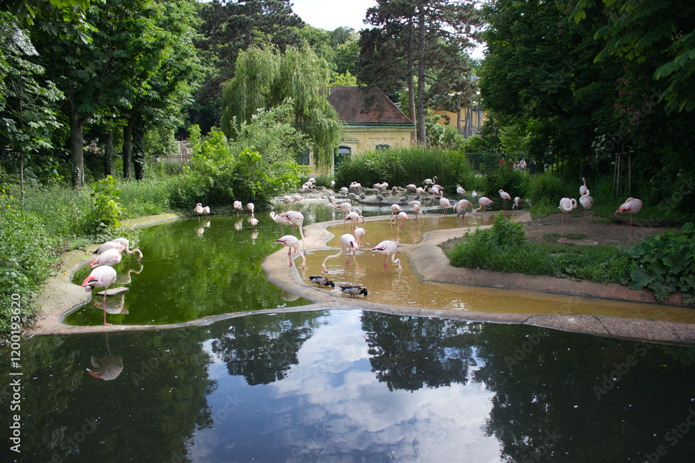 Flamingos relaxing by a green pond in nature. Flamingos relaxing by a green pond in nature.