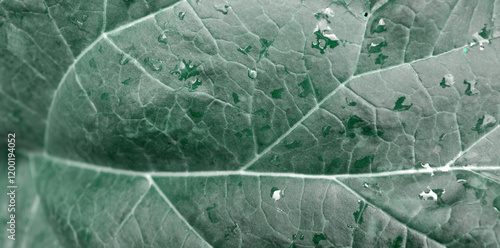 Green sorrel leaves in ground on bush nature background.