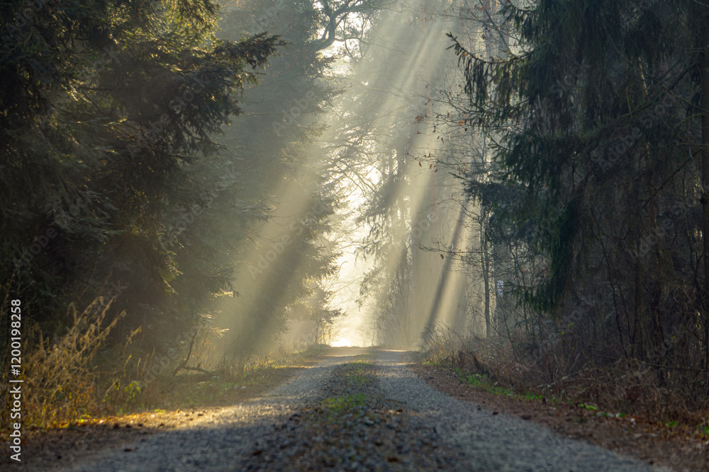 Fototapeta premium magical winter and autumn forest during frost and fog. sun rays in the forest, rays breaking through the trees. Sunrise in the forest in natural conditions. warm sunlight between the trees. light stre