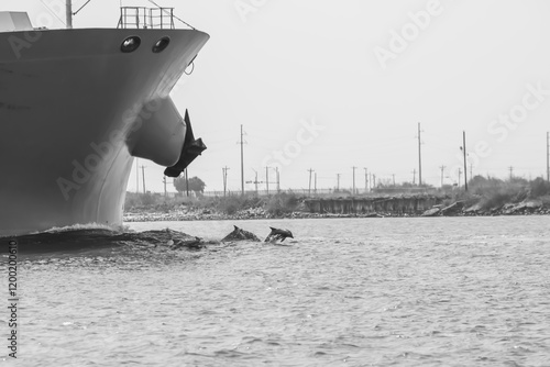 Grace in Motion: Dolphins Surfing the Bow Wake