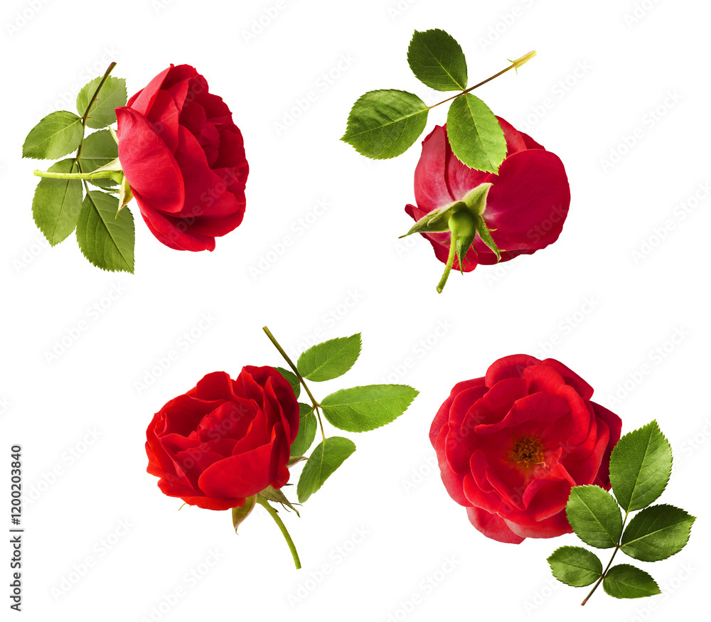 Beautiful Red English Rose falling in the air isolated on white background. High resolution image. Beautiful Red English Rose falling in the air isolated on white background. High resolution image.