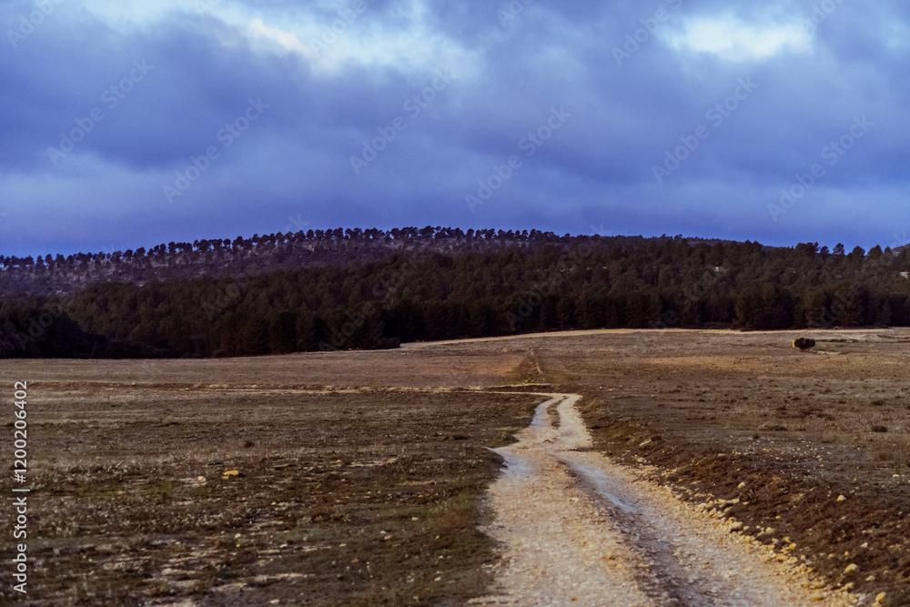 Fototapeta premium Long path on a field, forest on background, cloudy sky at morning.