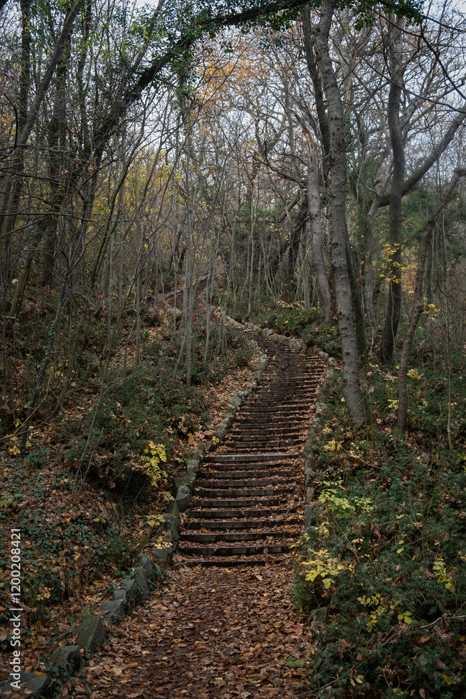 Obraz premium Stairs park autumn. An old staircase filled up in a park without people. A deserted cinematic backdrop. An authentic nature park. The concept of sadness, solitude and loneliness. Outdoor walks