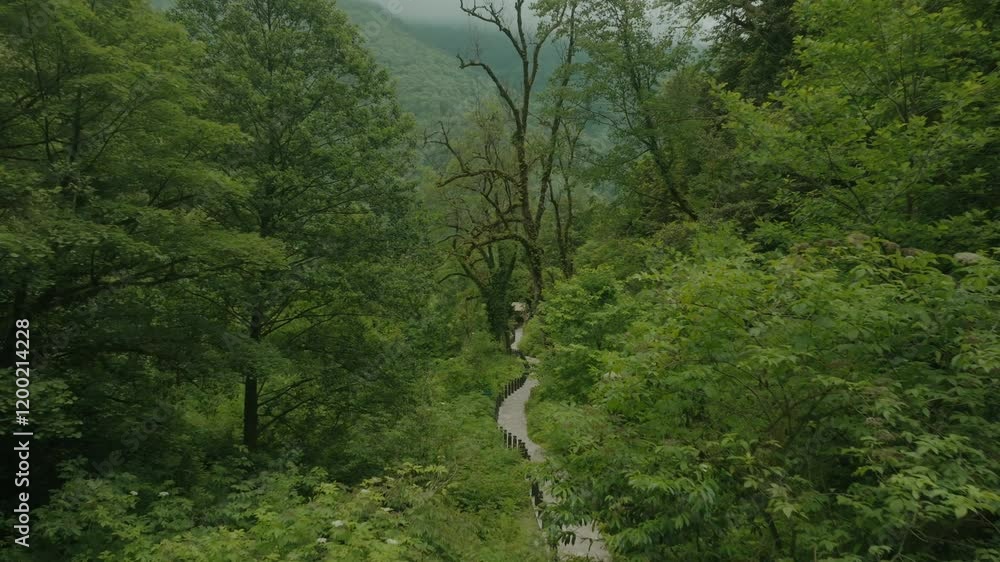 Tropical forest in the clouds, drone shot Tropical forest in the clouds, drone shot