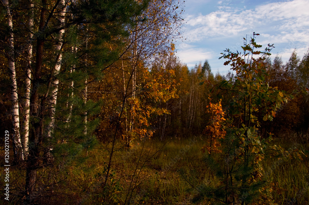 autumn in the forest autumn in the forest