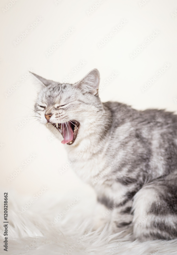 beautiful, gray british cat yawning on light background in home environment beautiful, gray british cat yawning on light background in home environment