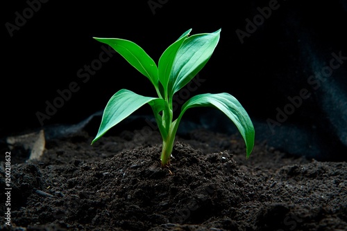 New life emerges from the soil in a quiet moment of growth and transformation photo