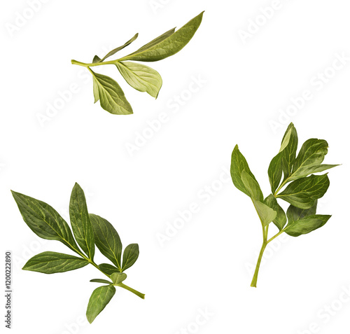 Fototapeta Naklejka Na Ścianę i Meble -  Beautiful green leaf of Peony flower falling in the air isolated on white background. High resolution. Zero gravity or levitation concept.
