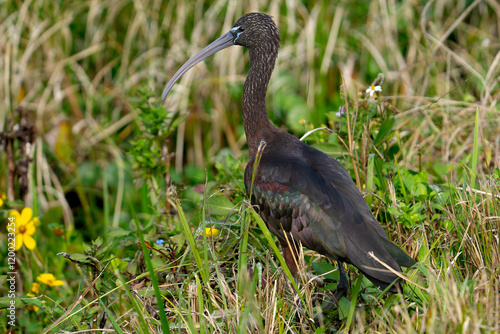 Glossy Ibis  photo