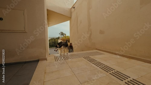 Wallpaper Mural Husky dog with beautiful young woman owner climbing on stone stairs outdoor architecture Torontodigital.ca