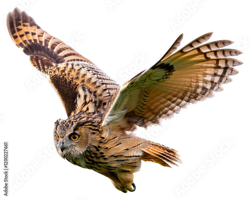 Brown owl flying flapping its wings, isolated on white background