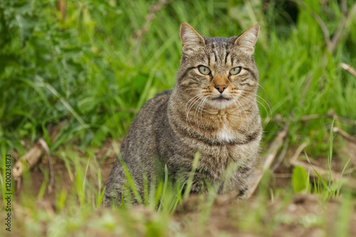 Wallpaper Mural Tomcat sits on the meadow, tomcat looks sweetly between blades of grass, cat sits in the grass, sweet cat looks very lovely through the grass, cuddly cat on the meadow Torontodigital.ca