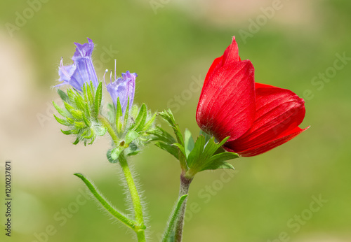 wild plants and flowers. Photos of blue flowering plants. photo