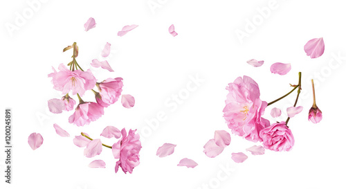 Beautiful blooming of delicate pink Sakura flowers falling in the air, isolated on white background. Zero gravity or levitation spring flowers conception, high resolution image
