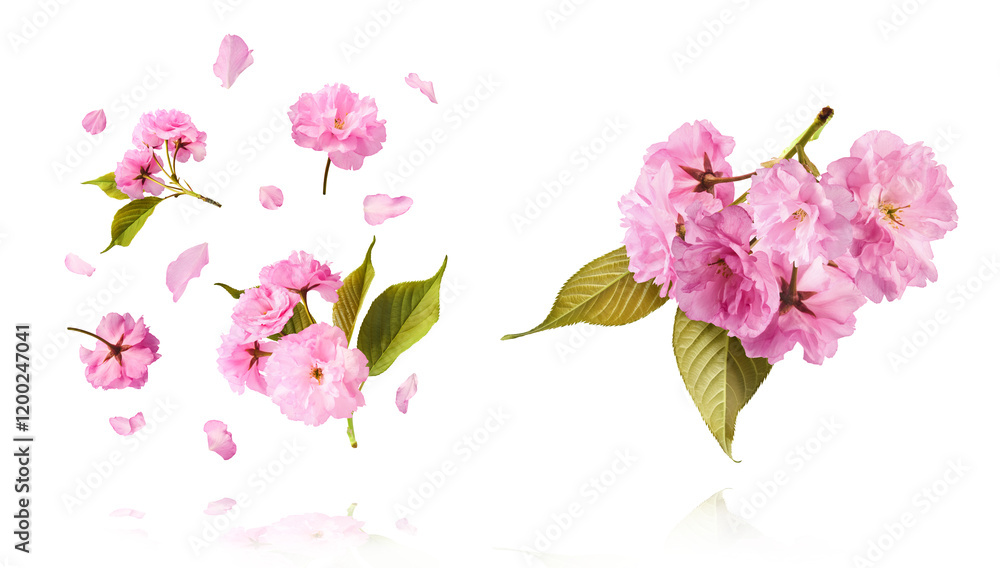 Fototapeta premium A creative set with Beautiful blooming of delicate pink Sakura flowers falling in the air, isolated on white background.