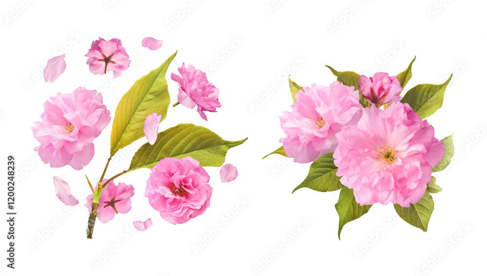 A creative set with Beautiful blooming of delicate pink Sakura flowers falling in the air, isolated on white background. A creative set with Beautiful blooming of delicate pink Sakura flowers falling in the air, isolated on white background.
