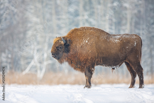 Żubr europejski zimą (European bison in the winter) Bison bonasus photo