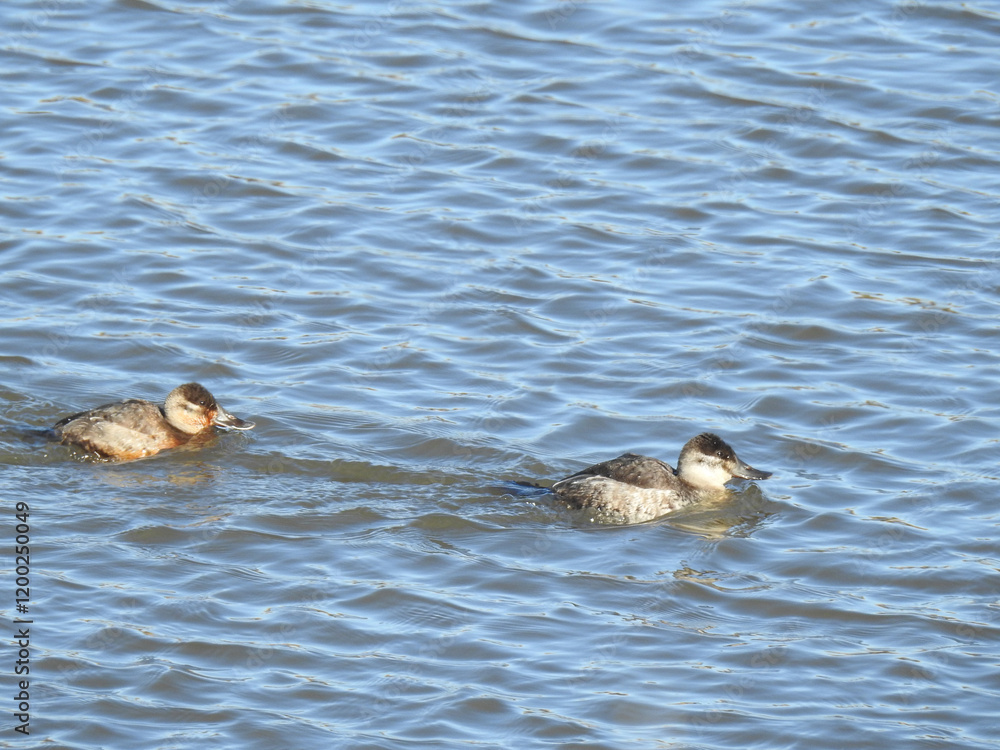Two ruddy ducks, male and female, swimming in the wetland waters of the Bombay Hook National Wildlife Refuge. During the winter season. Kent County, Delaware. Two ruddy ducks, male and female, swimming in the wetland waters of the Bombay Hook National Wildlife Refuge. During the winter season. Kent County, Delaware.