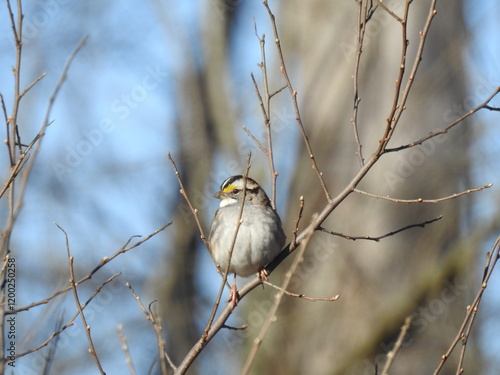 A white-throated sparrow perched on a branch within the woodland forest of the Bombay Hook National Wildlife Refuge, Kent County, Delaware.  photo