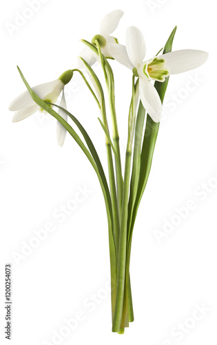 Wallpaper Mural Beautiful Snowdrop flower falling in the air isolated on white background. Torontodigital.ca