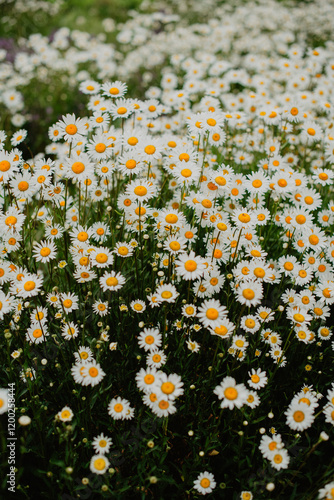 field of daisies